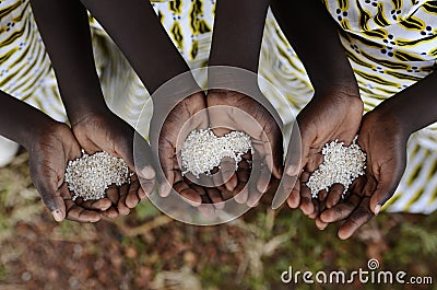 Group of African Black Children Holding Rice Malnutrition Starvation Hunger. Starving Hunger Symbol. Black African girls holding Stock Photo