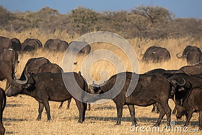 A group of african buffalos in savannah Stock Photo