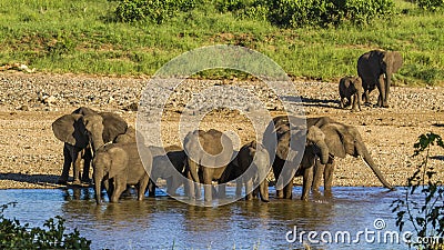 Group of african bush elephants in the riverbank, Kruger National park Stock Photo