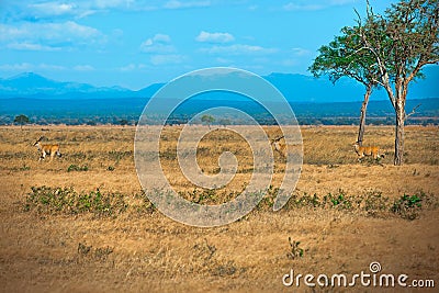 African Elands in Mikumi national park Stock Photo