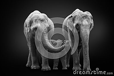 African elephants inhabiting South Africa on monochrome black background, black and white. Artistic processing, fine art. Stock Photo