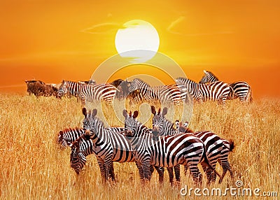 Group of african zebras at sunset in the Serengeti National Park. Africa. Tanzania. Artistic african natural image Stock Photo