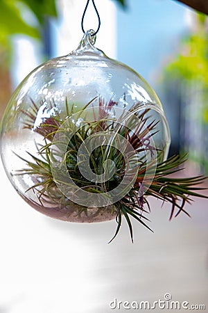 A group of air plant Tillandsia spp Stock Photo