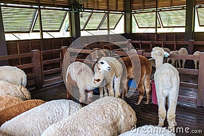 Group of Alpaca Stock Photo