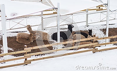 A group of alpaca is resting under a shelter during winter. Stock Photo