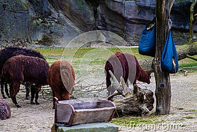 Group of alpaca in the zoo. Animal theme park Stock Photo