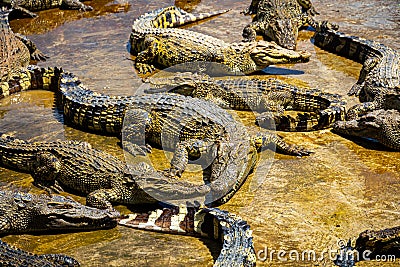Group of American alligators sunning on large boulders in a tranquil body of water Stock Photo