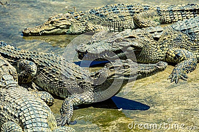 Group of American alligators sunning on large boulders in a tranquil body of water Stock Photo