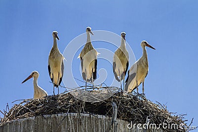Group of amusing young the white storks Ciconia ciconia in huge nest Stock Photo