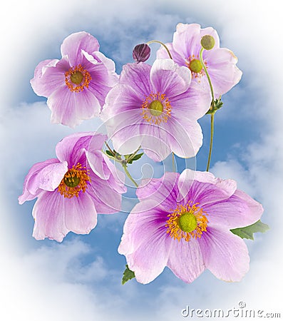 Wonderful Anemones in full bloom Stock Photo