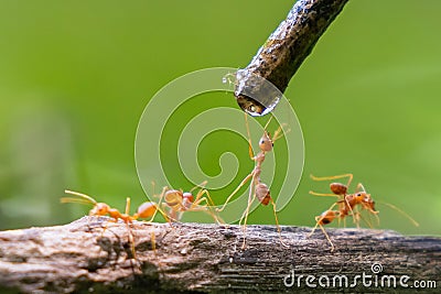 group of ants are drinking water from a stream Stock Photo