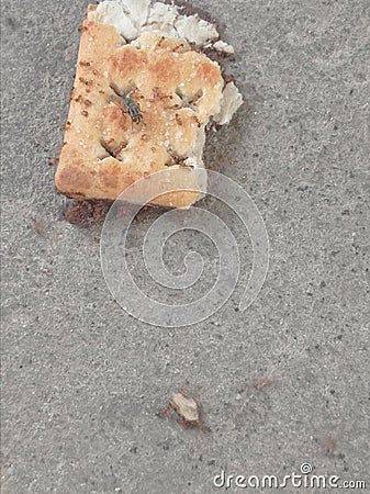 a group of ants and a fly were enjoying a piece of bread Stock Photo