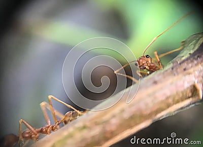 ants walking on branch tree Stock Photo