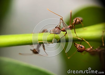 Group ants walking on branch tree Stock Photo
