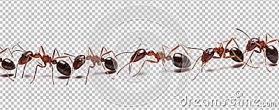 Ants Walking in a Straight Line Isolated on Transparent Background - Generative AI Stock Photo