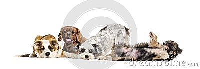 Group of apathetic and sick Crossbreed dogs sitting together in a row Stock Photo