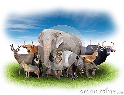 Group of asia animals Stock Photo