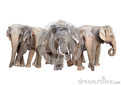 Group of asia elephant isolated Stock Photo