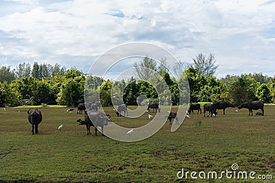 Group of asian water buffaloes on the farmland Stock Photo