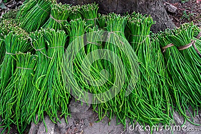 A group of Asparagus Bean or Long yard bean fresh green vegetable bundles ready for sale to market Stock Photo