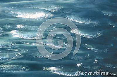 Group of Atlantic Herring moving underwater. Stock Photo