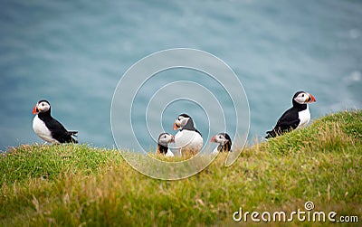 Group of Atlantic Puffins Stock Photo