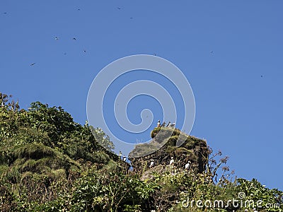 Atlantic puffins nesting in Dyrholaey, Iceland Stock Photo