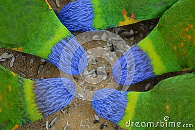 A group of Rainbow Lorikeet Birds eating Seeds Stock Photo