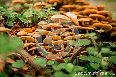 Group of autumn honey agaric Latin Armillaria mellea grows in the forest, close-up Stock Photo