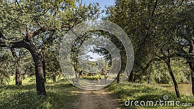 A group of axis spotted deer chital runs along a dirt road Stock Photo