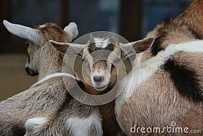 Group of baby goats standing in a line with their heads resting on the back of one another, Stock Photo