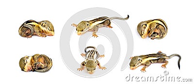 Group of baby himalayan striped squirrel or Baby burmese striped squirrel Tamiops mcclellandii on white background. Wild Animals Stock Photo