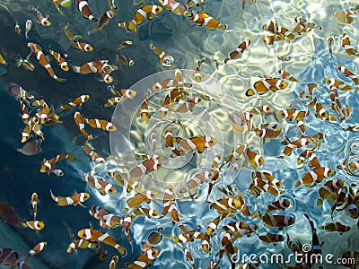 Group of baby perculas clownfish in Percula farm. Stock Photo