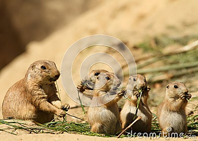 Group of baby prairie dogs eating Stock Photo