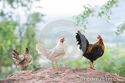 Group of bantam chickens Stock Photo