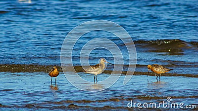 Group Bar-tailed Godwits or Limosa lapponica walk at seashore in waves, portrait, selective focus, shallow DOF Stock Photo