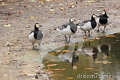 Barnacle geese Stock Photo