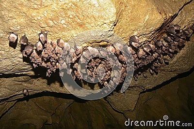 Group of bats hibernating in the cave Stock Photo