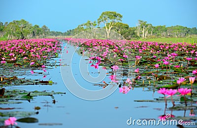 Group of beautiful blossom lotus Stock Photo