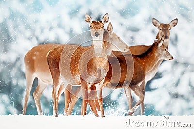 A group of beautiful female deer in the background of a snowy white forest. Noble deer Cervus elaphus. Stock Photo