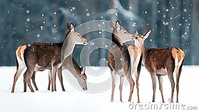 Group of beautiful female graceful deer in a snowy winter forest. Noble deer Cervus elaphus. Winter wonderland. Stock Photo