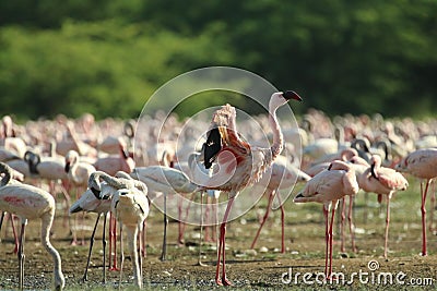 Group of beautiful flamingos resting in a lake Stock Photo