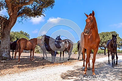 Group of beautiful horses Menorquin horse relax in the shade of the trees. Menorca Balearic Islands, Spain Stock Photo