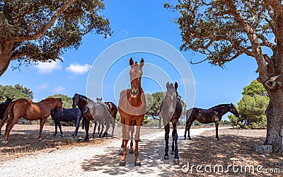 Group of beautiful horses Menorquin horse relax in the shade of the trees. Menorca Balearic Islands, Spain Stock Photo