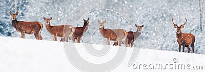 A group of beautiful male and female deer in the snowy white forest. Noble deer Cervus elaphus. Artistic Christmas winter image Stock Photo