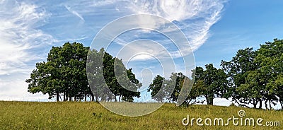 Group of beautiful oak trees on a hilltop meadow in summer time with light clouds Stock Photo