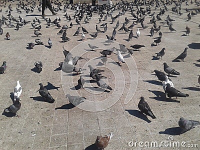 A group of beautiful pigeons live in the city center Stock Photo