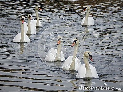 Group of beautiful swans are floating on water. Stock Photo