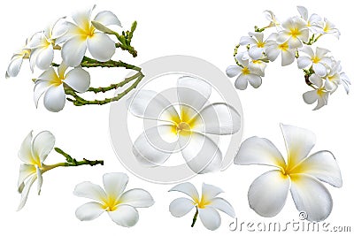 Group of beautiful white Plumeria Frangipani bunch isolated on white background with clipping path Stock Photo