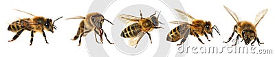 Group of bee or honeybee, Apis Mellifera Stock Photo